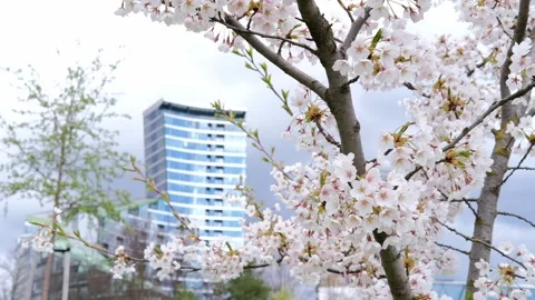 Sakura, cherry blossom in spring in the city. Sakura tree, flowers in Vilnius. Stock Footage 238518422