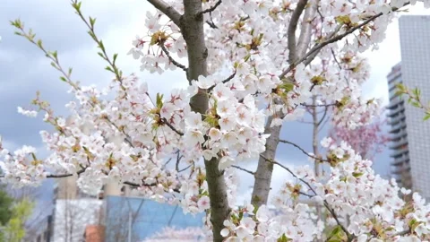 Sakura, cherry blossom in spring in the city. Sakura tree, flowers in Vilnius. Stock Footage 238518443