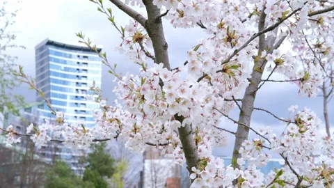 Sakura, cherry blossom in spring in the city. Sakura tree, flowers in Vilnius. Stock Footage 238518467