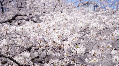 Sakura cherry blossom in spring Stock Footage 123561231