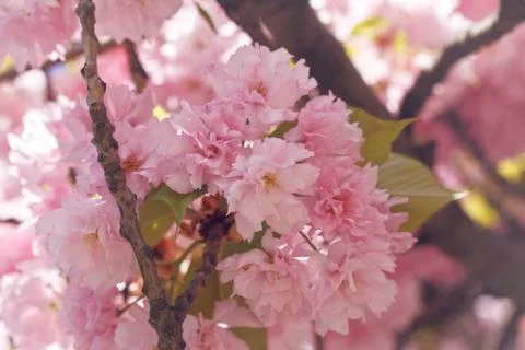 Sakura. Cherry Blossom in Springtime Stock Photos