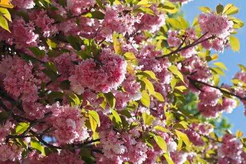 Sakura. Cherry Blossom in Springtime Foto stock