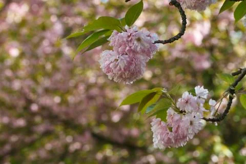 Sakura. Cherry Blossom in Springtime Stock Photos