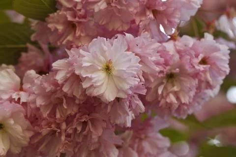Sakura. Cherry Blossom in Springtime Stock-Fotos