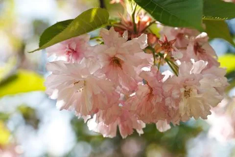 Sakura. Cherry Blossom in Springtime Stock Photos
