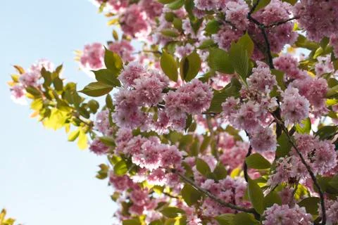Sakura. Cherry Blossom in Springtime Foto stock