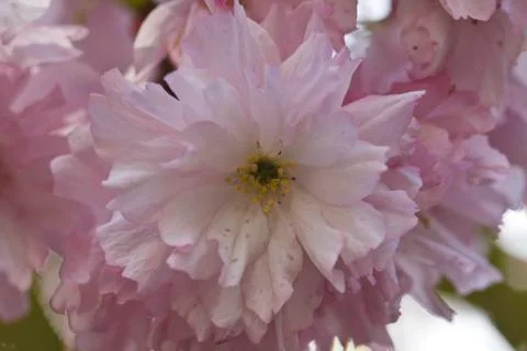 Sakura. Cherry Blossom in Springtime Foto stock