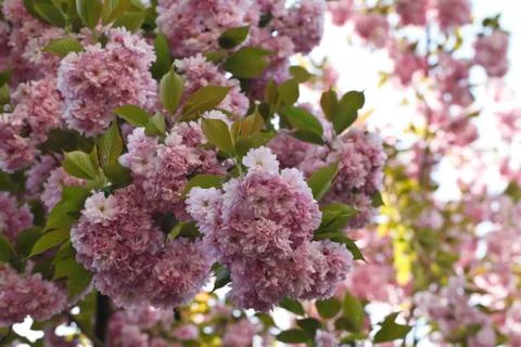Sakura. Cherry Blossom in Springtime Stock-Fotos