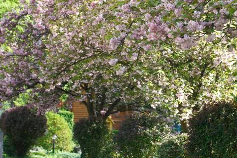 Sakura. Cherry Blossom in Springtime Stock Photos