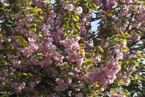 Sakura. Cherry Blossom in Springtime Stock Photos