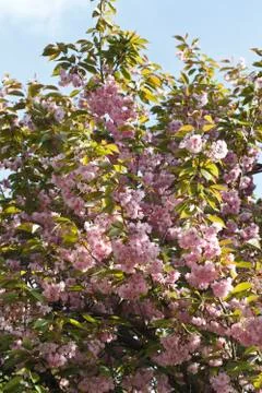 Sakura. Cherry Blossom in Springtime Foto stock