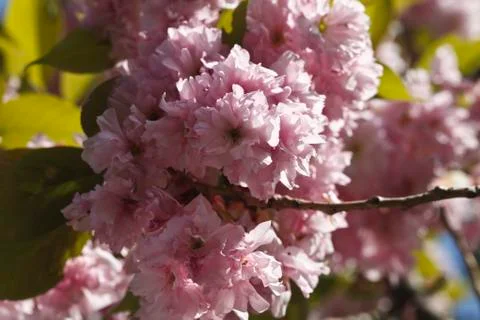 Sakura. Cherry Blossom in Springtime Foto stock
