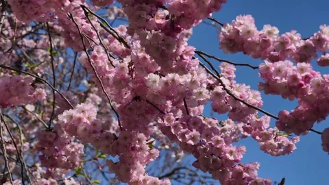 Sakura Cherry Blossom Swaying in Wind Pink Flowers Spring 4K Video Stock-Footage 332011327