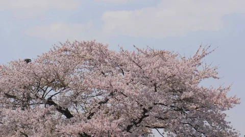 Sakura cherry blossom tree on blue sky Stock Footage 100881854