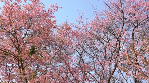 Sakura cherry blossom tree on blue sky at park Stock Footage 102644912