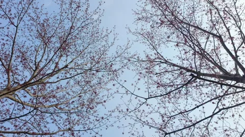Sakura Cherry Blossom Tree Branches Against Blue Sky During Springtime Stock Footage 345580895