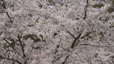 Sakura cherry blossom tree Stock Footage 100878898