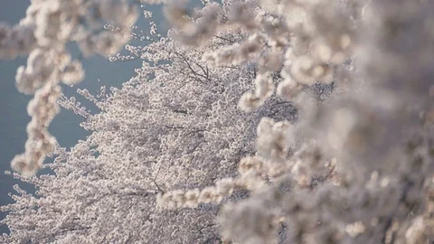 Sakura cherry blossom tree Stock Footage 104000578