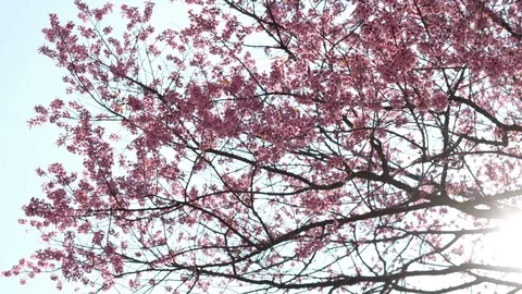 Sakura cherry blossom on tree with rays of sunlight shining through the branches Stock Footage 102646811