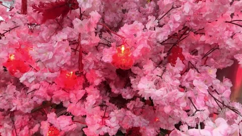 Sakura Cherry blossom Tree with Sparkling Interactive Red LED Lights 스톡 동영상 342700155