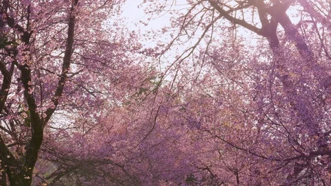 Sakura cherry blossom tree with sunlight at park in spring Stock Footage 100887622