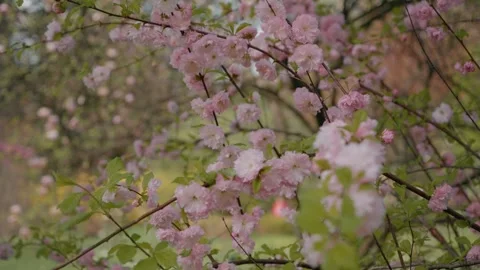 Sakura cherry blossoms bloom vibrantly in a serene spring park setting Stock Footage 308722725