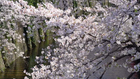 Sakura cherry blossoms blooming at river are fluttering in the soft breeze Stock Footage 148363943