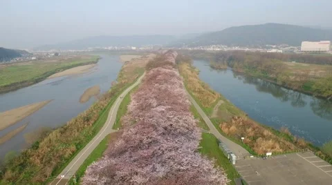 Sakura Cherry Blossoms Stock Footage