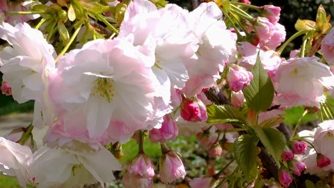 Sakura Cherry Blossoms Stock Footage 107619900