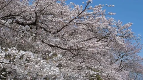 Sakura Cherry Blossoms Stock Footage 173665476