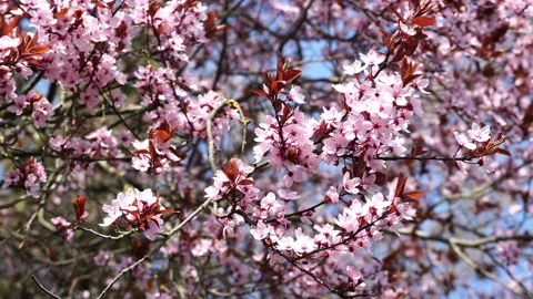 Sakura / Cherry Blossoms In Full Bloom 4k Stock Footage 180185925