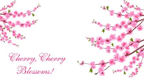 Sakura. Cherry blossoms is located on both sides. Inscription. Isolated on wh Stock Illustration