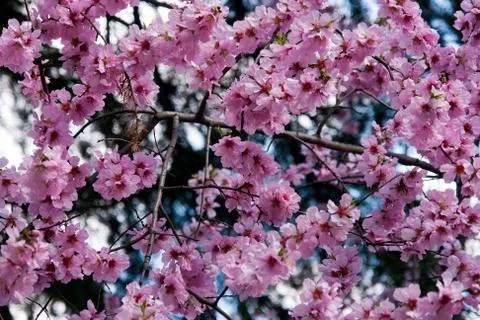 Sakura (cherry blossoms) Stock Photos
