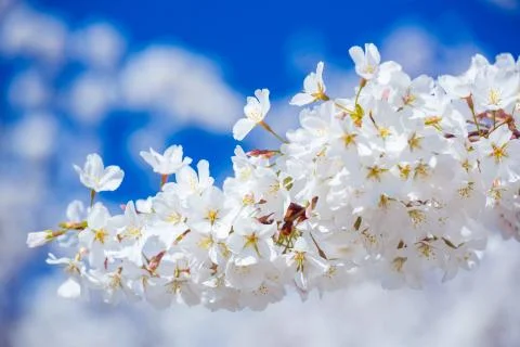 Sakura cherry blossoms Foto stock