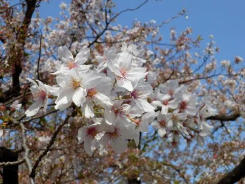 Sakura cherry blossoms Stock Photos