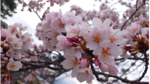 Sakura cherry blossoms Stock Photos