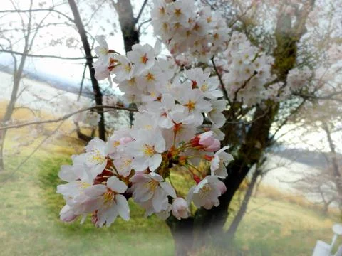Sakura cherry blossoms Foto stock