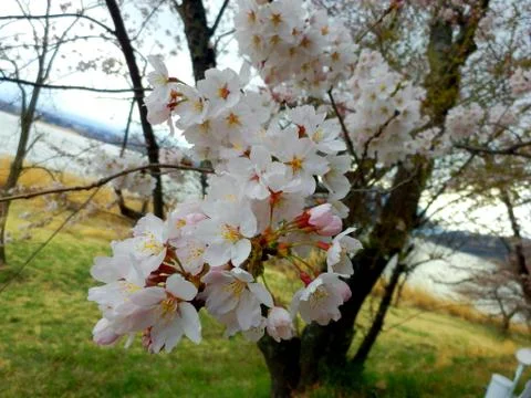 Sakura cherry blossoms Stock Photos