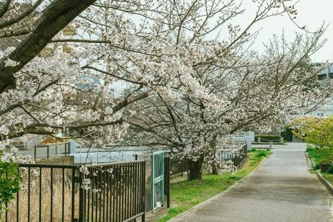 Sakura cherry blossoms Фото