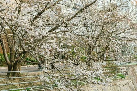 Sakura cherry blossoms Фото