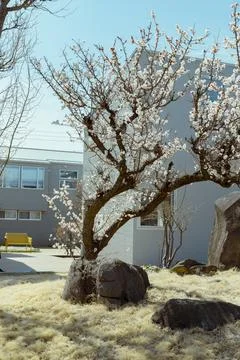 Sakura cherry blossoms Photos