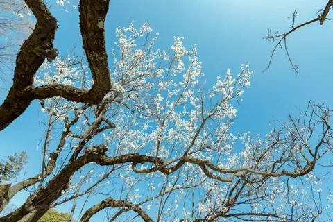 Sakura cherry blossoms Stockfoto's