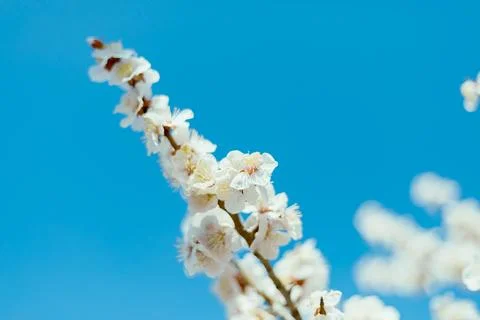 Sakura cherry blossoms 스톡 사진