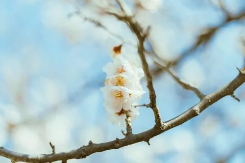 Sakura cherry blossoms Stock-Fotos