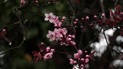 Sakura / Cherry Blossoms In Rain 4k Stock Footage 180181635