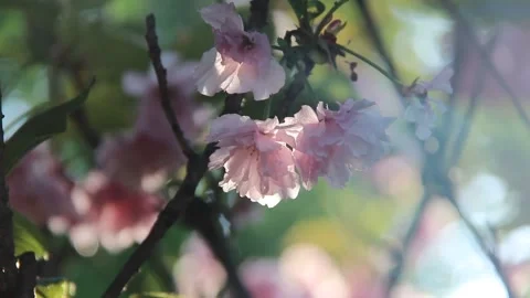 Sakura, Cherry blossoms spring fooatge Stock Footage 236574089