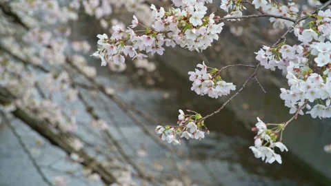 Sakura Cherry Blossoms Swaying Over Flowing River Japan Stock Footage 331687773