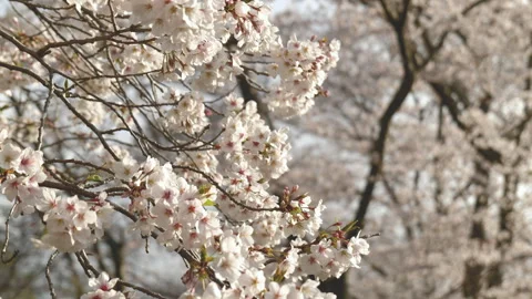 Sakura Cherry Blossoms Swaying in the Wind (Close Up | ZOOM OUT) Stock-Footage 306070813