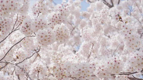 Sakura cherry blsoom are full bloom Stock Footage 104000504