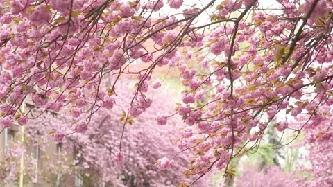 Sakura. Cherry branch with flowers in spring bloom, 스톡 동영상 198320101